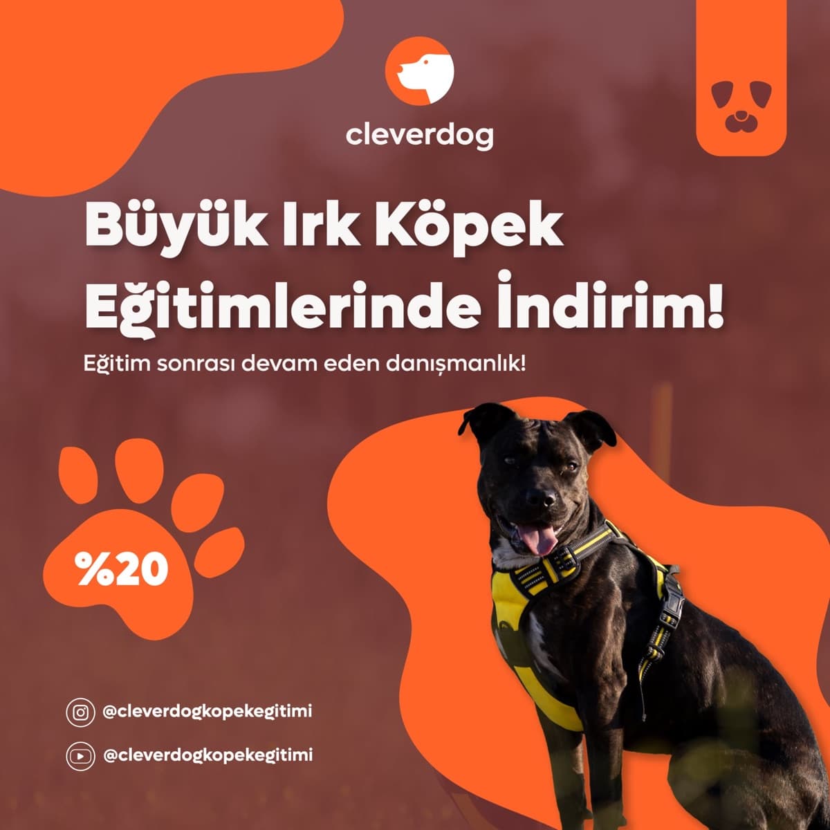Clever Dog büyük ırk eğitimi indirim reklamı